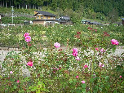 �������[�Y�K�[�f��